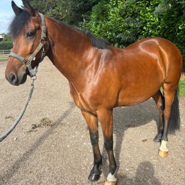 JOLYS MAGNUM - 9ans / New Forest JOLY S MAGNUM - 9ans / New Forest